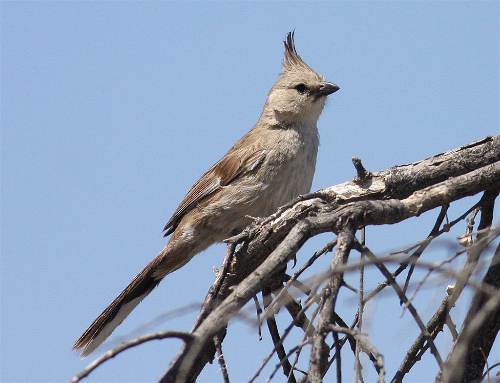 chirruping wedgebill (packsaddle 2014)